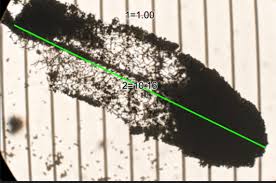 Attēlu rezultāti vaicājumam “Comatricha pulchella spores”