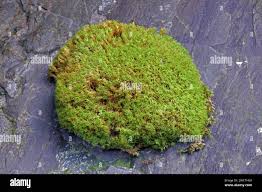 Attēlu rezultāti vaicājumam “Grimmia muehlenbeckii sporophyte”