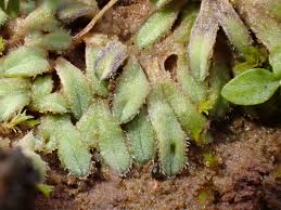 Attēlu rezultāti vaicājumam “Riccia bifurca”