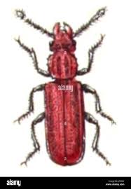 Attēlu rezultāti vaicājumam “Cucujidae”