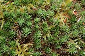 Attēlu rezultāti vaicājumam “Polytrichum juniperinum sporophyte”