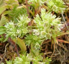 Attēlu rezultāti vaicājumam “Scleranthus annuus flower”