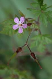 Attēlu rezultāti vaicājumam “Geranium robertianum fruit”