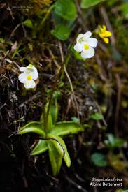 Attēlu rezultāti vaicājumam “Pinguicula alpina flower”