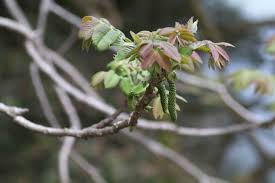 Attēlu rezultāti vaicājumam “Juglans mandshurica female flower”