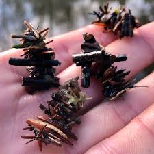 Attēlu rezultāti vaicājumam “Limnephilus larva”