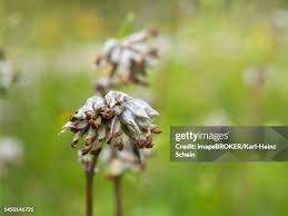 Attēlu rezultāti vaicājumam “Potentilla argentea bud”