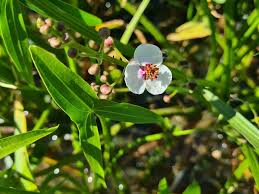 Attēlu rezultāti vaicājumam “Sagittaria sagittifolia leaf”