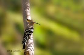 Attēlu rezultāti vaicājumam “Upupa epops adult”