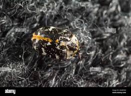 Attēlu rezultāti vaicājumam “Anthrenus scrophulariae”