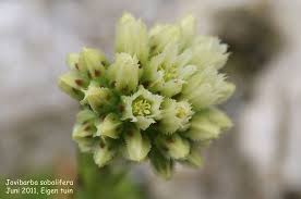 Attēlu rezultāti vaicājumam “Jovibarba globifera bud”