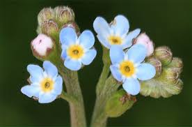 Attēlu rezultāti vaicājumam “Myosotis laxa subsp. baltica”