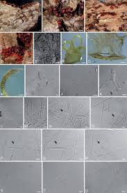 Attēlu rezultāti vaicājumam “Neonectria fuckeliana”