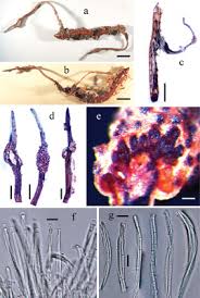 Attēlu rezultāti vaicājumam “Cordyceps stylophora”