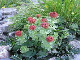 Attēlu rezultāti vaicājumam “Rhodiola rosea flower”
