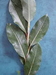 Attēlu rezultāti vaicājumam “Salix daphnoides leaf”