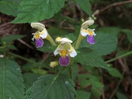 Attēlu rezultāti vaicājumam “Galeopsis speciosa flower”