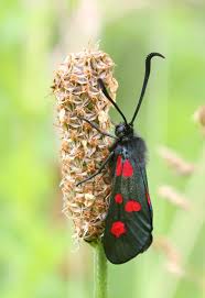 Attēlu rezultāti vaicājumam “Zygaena lonicerae larva”