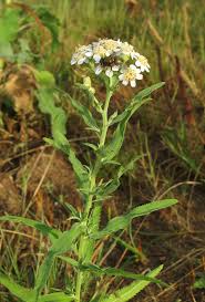 Attēlu rezultāti vaicājumam “Achillea salicifolia”