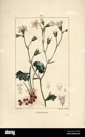 Attēlu rezultāti vaicājumam “Saxifraga granulata leaf”