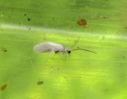 Attēlu rezultāti vaicājumam “Coniopterygidae”