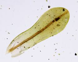 Attēlu rezultāti vaicājumam “Syntrichia latifolia”