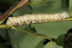 Attēlu rezultāti vaicājumam “Pheosia tremula”