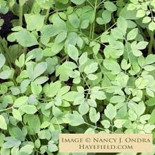 Image result for Adlumia cirrhosa