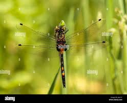 Attēlu rezultāti vaicājumam “Leucorrhinia dubia”