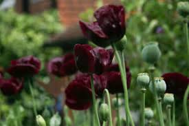 Image result for Papaver somniferum Black
