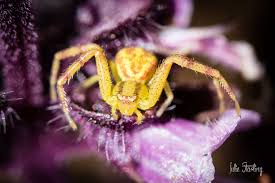 Image result for crab spider