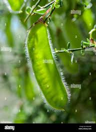 Attēlu rezultāti vaicājumam “Cytisus scoparius fruit”
