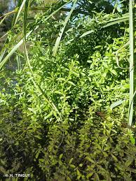 Attēlu rezultāti vaicājumam “Galium elongatum”