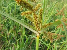 Attēlu rezultāti vaicājumam “Cyperaceae”