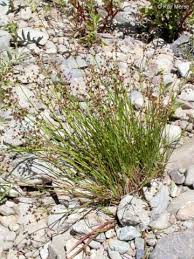 Attēlu rezultāti vaicājumam “Juncus articulatus”