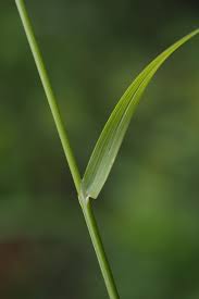 Attēlu rezultāti vaicājumam “Poa palustris leaf”