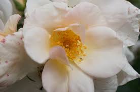 Attēlu rezultāti vaicājumam “Rosaceae”