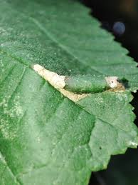 Attēlu rezultāti vaicājumam “Phyllonorycter nicellii”
