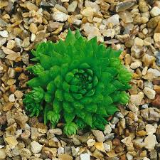 Attēlu rezultāti vaicājumam “Jovibarba globifera”