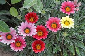 Image result for Gazanien