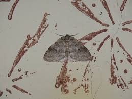 Attēlu rezultāti vaicājumam “Epirrita sp.”