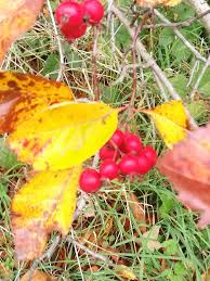 Attēlu rezultāti vaicājumam “Crataegus persimilis fruit”