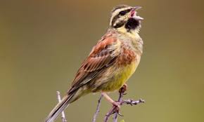 Image result for Emberiza cirlus