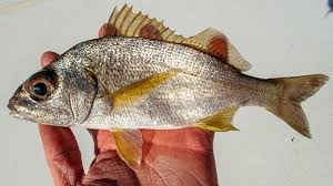 Image result for Pomadasys incisus