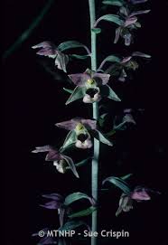 Attēlu rezultāti vaicājumam “Epipactis helleborine leaf”