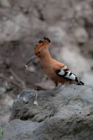 Image result for hoepoe