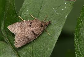 Attēlu rezultāti vaicājumam “Luquetia lobella”