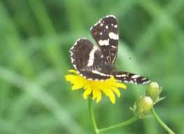 Attēlu rezultāti vaicājumam “Araschnia levana upperside”