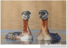 Attēlu rezultāti vaicājumam “Podiceps grisegena”