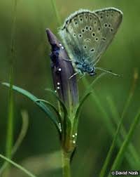 Attēlu rezultāti vaicājumam “Maculinea alcon eggs”